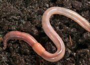 Misteri Terungkap: Arti Mimpi Melihat Cacing Tanah : Pertanda Baik atau Buruk? Kuak Misterinya!