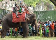 Wah, Arti Mimpi Naik Gajah : Ini Penjelasannya