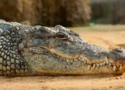 Misteri Terungkap: Arti Mimpi Dikejar Buaya Menurut Primbon Jawa : Pertanda Baik atau Buruk? Kuak Misterinya!