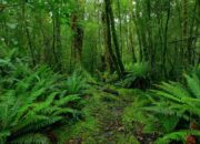 Buka Mata! Arti Mimpi Di Hutan : Ini Penjelasannya