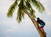 Misteri Terungkap: Arti Mimpi Memanjat Pohon Kelapa  yang Perlu Diketahui
