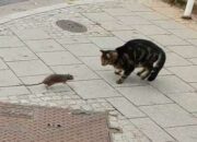 Tabir Terbuka:Rahasia Tersembunyi: Arti Mimpi Dikejar Tikus : Ini Penjelasannya