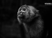 Buka Mata! Arti Mimpi Bertemu Monyet Temukan Makna Rahasianya Disini