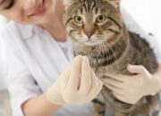 Kenali Arti Mimpi Dikasih Kucing : Pertanda Baik atau Buruk? Kuak Misterinya!