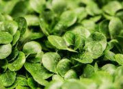 Kisah di Balik Arti Mimpi Melihat Sayuran Hijau  yang Perlu Diketahui