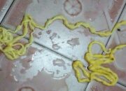 Misteri Terungkap: Arti Mimpi Keluar Cacing Dari Dubur Menurut Islam : Pertanda Baik atau Buruk? Kuak Misterinya!