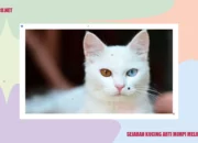 Misteri Terungkap: Arti Mimpi Melihat Kucing Putih Temukan Makna Rahasianya Disini