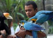 Simak! Arti Mimpi Memegang Burung : Ini Penjelasannya