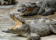 Simak! Arti Mimpi Buaya Di Sungai Temukan Makna Rahasianya Disini