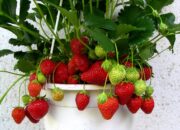 Buka Mata! Arti Mimpi Memetik Daun Hijau  yang Perlu Diketahui