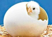 Kisah di Balik Arti Mimpi Telur Ayam Menetas Temukan Makna Rahasianya Disini