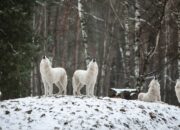 Penafsiran Unik: Arti Mimpi Dikejar Serigala  yang Perlu Diketahui