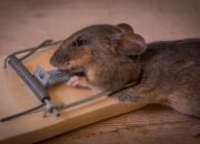 Tabir Terbuka:Rahasia Tersembunyi: Arti Mimpi Tikus Mati  yang Perlu Diketahui