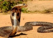 Arti Mimpi Di Gigit Ular Kobra Di Tangan Kanan Temukan Makna Rahasianya Disini