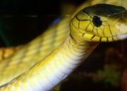 Kenali Arti Mimpi Melihat Ular Kuning Ternyata Ini Artinya Menurut Pakar