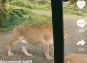 Simak! Arti Mimpi Digigit Singa Ternyata Ini Artinya Menurut Pakar