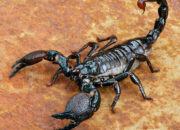 Buka Mata! Arti Mimpi Kalajengking : Pertanda Baik atau Buruk? Kuak Misterinya!