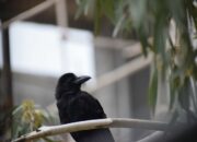 Rahasia Tersembunyi: Arti Mimpi Didatangi Burung Gagak Hitam Ternyata Ini Artinya Menurut Pakar