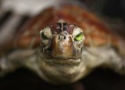 Kisah di Balik Arti Mimpi Melihat Kura Kura : Pertanda Baik atau Buruk? Kuak Misterinya!