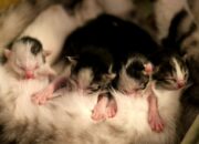 Simak! Arti Mimpi Melihat Anak Kucing Baru Lahir  yang Perlu Diketahui