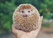 10 Jenis Hewan Jinak yang Cocok Dijadikan Peliharaan