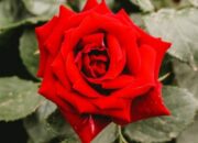 10 Jenis Bunga Mawar dan Maknanya dalam Kehidupan