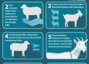 Pahala Aqiqah dan Qurban: Membawa Berkah di Dunia dan Akhirat