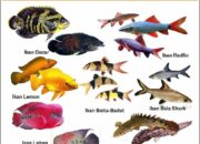 10 Jenis Ikan Air Laut Beserta Penjelasan Lengkapnya