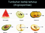 10 Tumbuhan Angiospermae Beserta Nama Latinnya yang Memikat dan Penting!