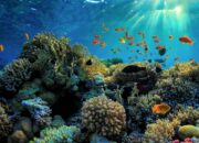 10 Jenis dan Pengertian Terumbu Karang: Penjaga Kehidupan Laut