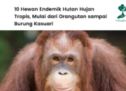 10 Hewan Endemik Hutan Hujan Tropis Indonesia dan Karakteristiknya