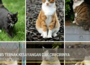 10 Jenis Hewan Kesayangan dan Ciri-Cirinya yang Menggemaskan