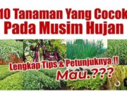 10 Jenis Tanaman Pertanian yang Sering Dibudidayakan Petani