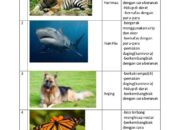 10 Jenis Hewan yang Hidup di Dataran Aljazair dengan Adaptasi Unik