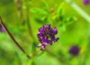 10 Jenis Bunga Liar yang Menawan dan Tahan di Alam Bebas