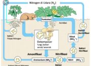 5 Langkah dalam Daur Ulang Nitrogen: Proses Penting untuk Lingkungan