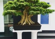 10 Jenis Tanaman Hias Akar yang Unik dan Eksotis