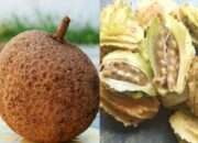 10 Buah dengan Sejarah Unik dari Bolmong yang Wajib Kamu Kenal!