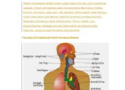 10 Penyakit pada Sistem Pernapasan dan Cara Mengatasinya