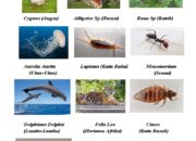 10 Hewan Bertulang Belakang dengan Nama Latin yang Menarik untuk Dipelajari!