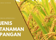 10 Jenis Tanaman Pangan Beserta Ciri-Cirinya yang Wajib Kamu Tahu