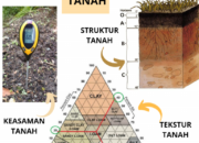 3 Hal yang Mempengaruhi Flora yang Tumbuh di Indonesia: Faktor Alam yang Menentukan