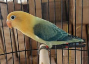 10 Jenis Burung Lovebird Termahal yang Membuat Penggemar Terpukau