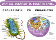 10 Perbedaan Sel Prokariotik dan Eukariotik: Struktur dan Fungsi