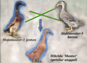 10 Jenis Itok yang Wajib Kamu Ketahui