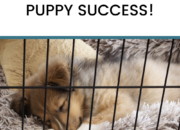 5 Tips Melatih Anjing Anda Menggunakan Crate dengan Sukses