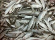 10 Ikan Laut yang Paling Sering Dijumpai di Perairan Indonesia!