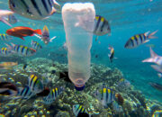 3 Hal yang Dapat Merusak Kelestarian Wilayah Laut Indonesia: Perlindungan yang Perlu Dilakukan