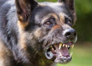 10 Jenis Anjing Paling Berbahaya di Dunia yang Harus Kamu Waspadai