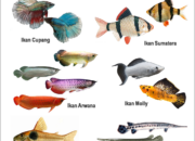 10 Jenis Ikan Hias Air Laut Beserta Ciri Morfologinya